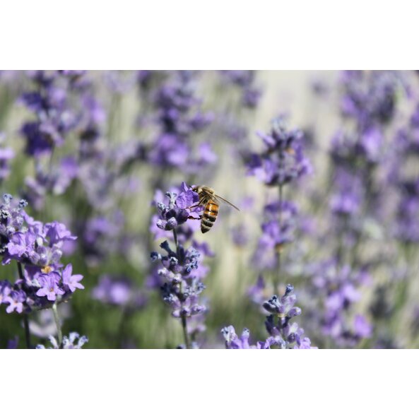 Lavendel_Feld_Bulgarien 6.jpg