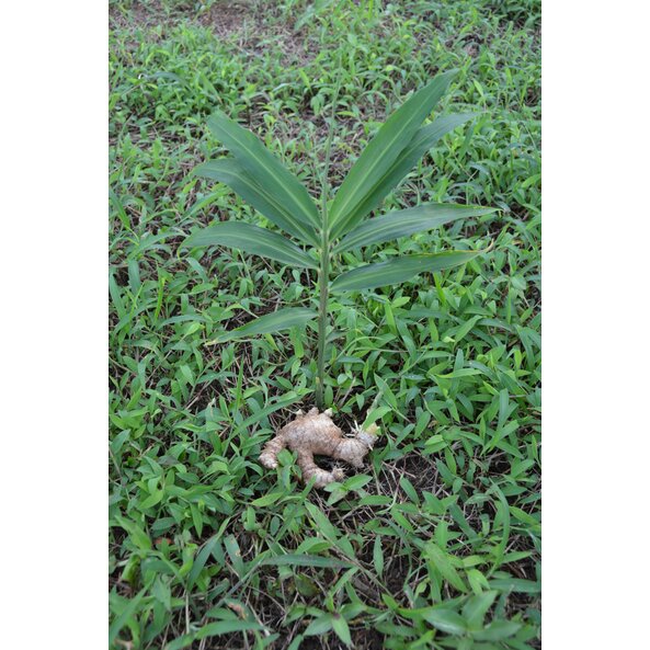 Foto einer Ingwer Pflanze und einer Ingwerknolle.